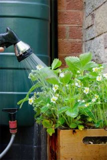Récupérateur d'eau de pluie : arroser son jardin